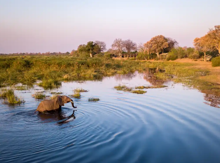 Linyanti Wildlife Reserve, Northern Botswana, Botswana